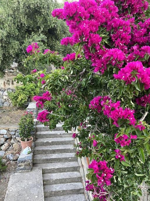Kritsá Villa Kamari-Cretan Style Apartment מראה חיצוני תמונה